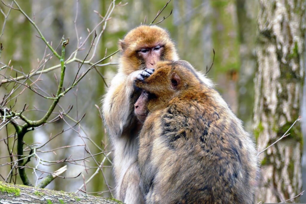 Primates exhibit social touch through grooming behavior, illustrating the basis for beneficial therapeutic massage in Tallahassee